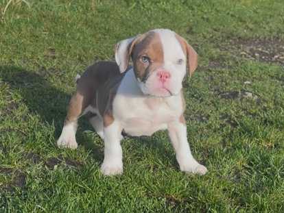 Chiots American Bully standards à vendre