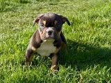 Chiots American Bully standards à vendre