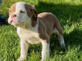 Chiots American Bully standards à vendre