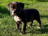 Chiots American Bully standards à vendre