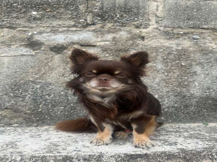 Mâle Chihuahua disponible pour saillie