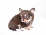 Mâle Chihuahua disponible pour saillie