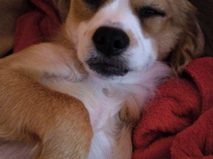Jeune chien à donner