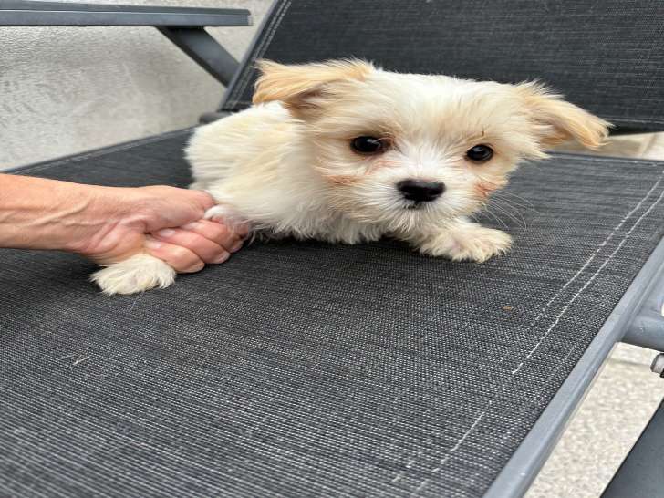 Chiots Bichon Maltais disponible de suite sur Colfontaine