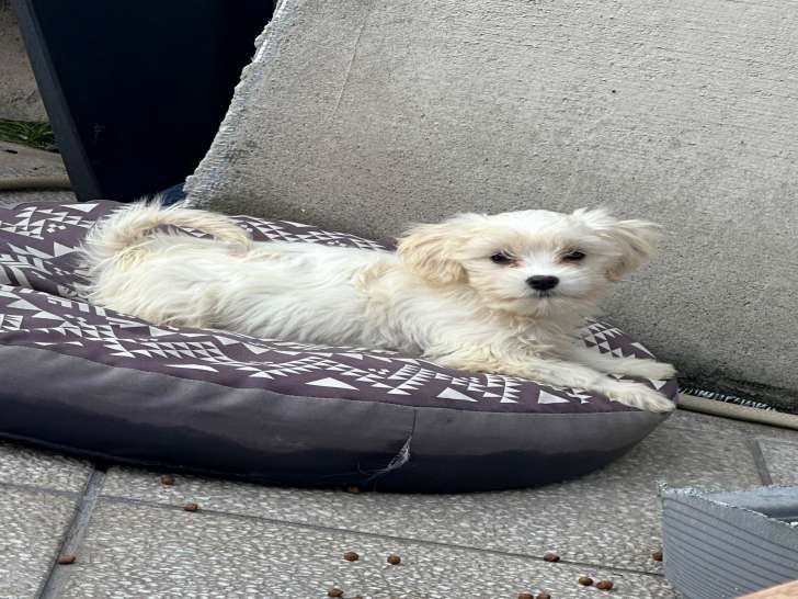 Chiots Bichon Maltais disponible de suite sur Colfontaine