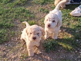 Chiots Lagotto Romagnolo à vendre