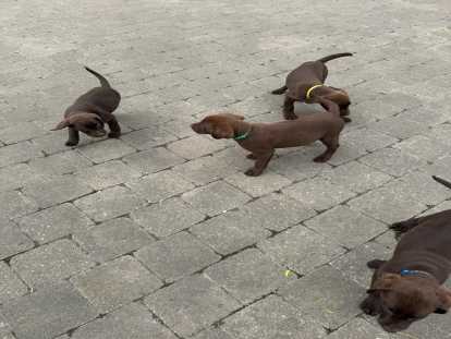 Chiots de race Labrador Retriever à vendre (1 femelle & 2 mâles)