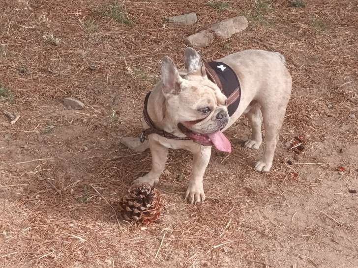 Bouledogue Français exotique fauve merle à vendre