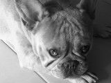 Bouledogue Français exotique fauve merle à vendre
