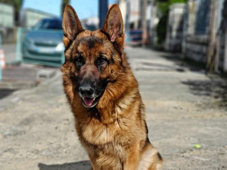 Mâle Berger Allemand disponible pour saillie
