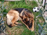 Mâle Berger Allemand disponible pour saillie