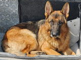 Mâle Berger Allemand disponible pour saillie