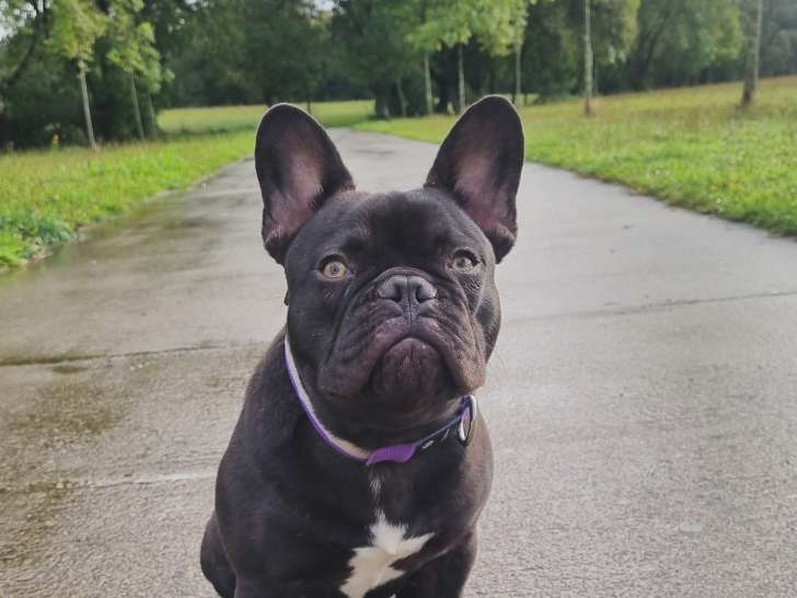 Très beau mâle Bouledogue Français disponible pour siallie