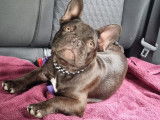 Très beau mâle Bouledogue Français disponible pour siallie
