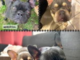 Très beau mâle Bouledogue Français disponible pour siallie