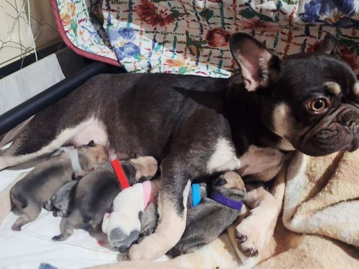 6 adorables Bouledogues Français exotiques à vendre