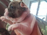 6 adorables Bouledogues Français exotiques à vendre