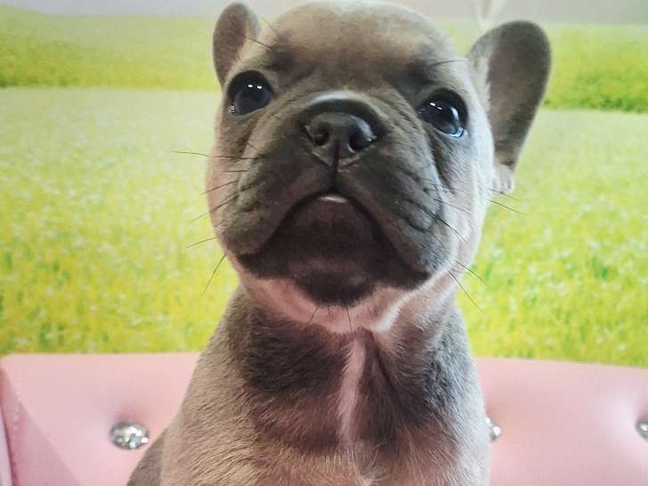 6 adorables Bouledogues Français exotiques à vendre