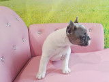 6 adorables Bouledogues Français exotiques à vendre