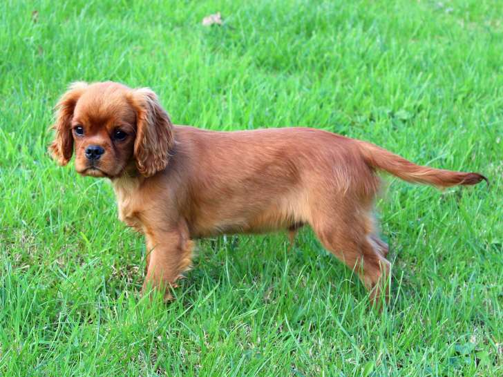 Chiot mâle Cavaliers King Charles LOF à vendre