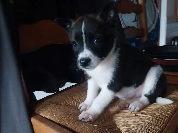 Freya, chiot à adopter