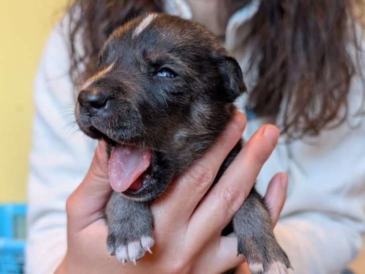 Moo, chiot à l'adoption