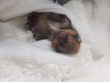 Chiots Loulou de Poméranie à vendre