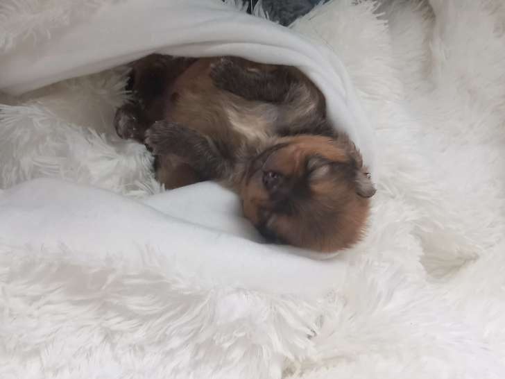 Chiots Loulou de Poméranie à vendre