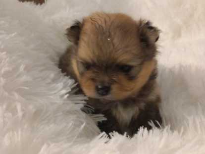 Chiots Loulou de Poméranie à vendre