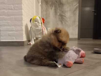 Chiots spitz nain (Loulou de Poméranie) à vendre