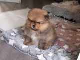 Chiots spitz nain (Loulou de Poméranie) à vendre