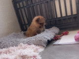 Chiots spitz nain (Loulou de Poméranie) à vendre