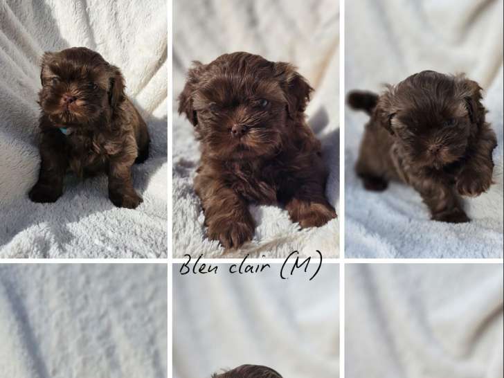 Chiots Shi Tzu à vendre