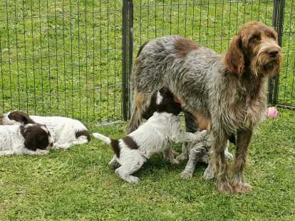 Chiots mâles Korthals LOF disponibles