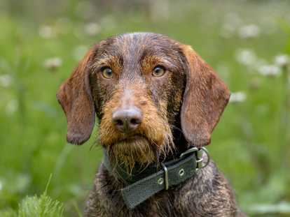 Chiots Teckel à poil dur à naître en mai 2026