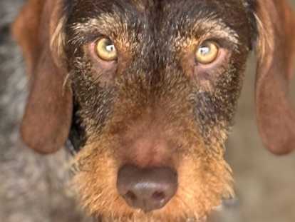 Chiots Teckel à poil dur à naître en mai 2026