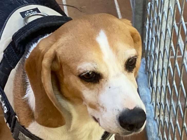À adopter : chienne Beagle de 9 ans