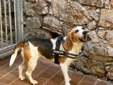 À adopter : chienne Beagle de 9 ans