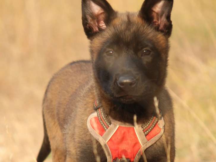 Disponible à l'adoption : chiot femelle Berger Malinois de 3 mois
