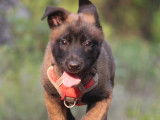 Disponible à l'adoption : chiot femelle Berger Malinois de 3 mois