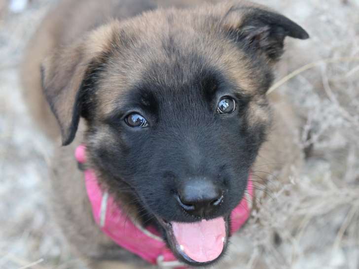 En attente d'adoption : chiot femelle Berger Malinois fauve charbonné