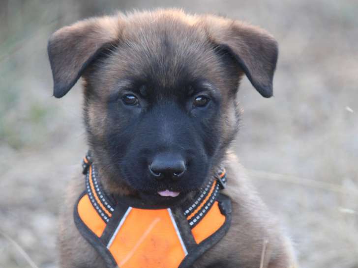 Prêt pour l’adoption : chiot femelle Berger Malinois de 3 mois