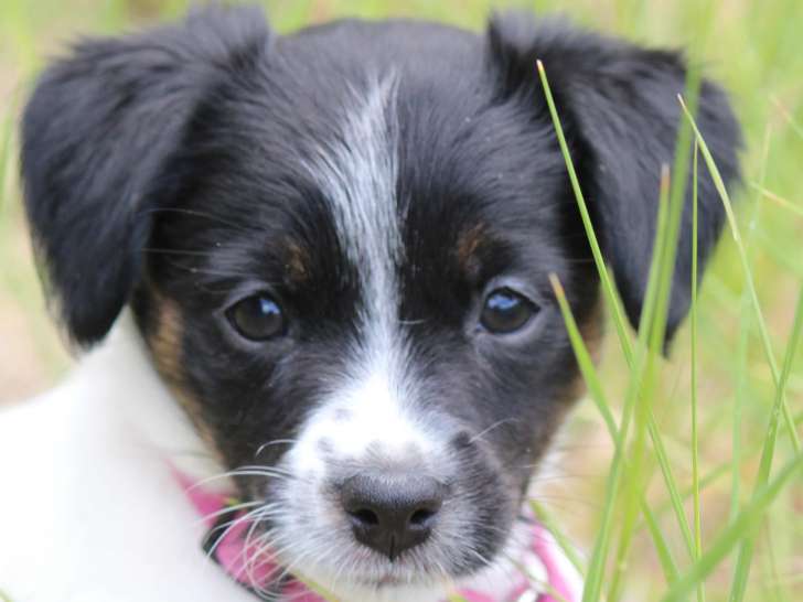 En attente d’une famille : chiot femelle tricolore
