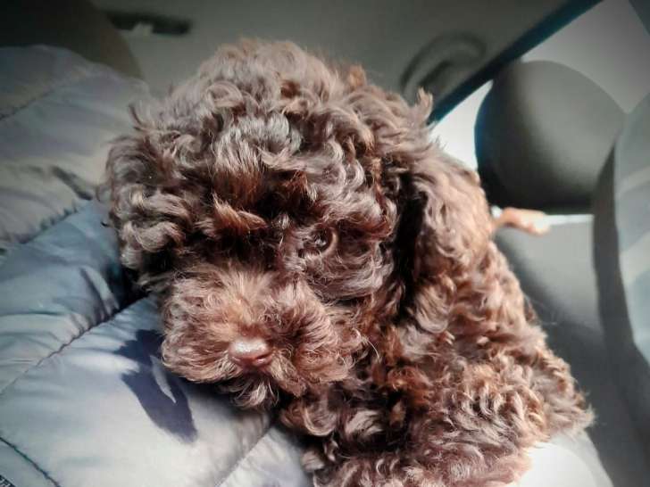 Chiot Caniche toy chocolat à vendre