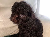 Chiot Caniche toy chocolat à vendre