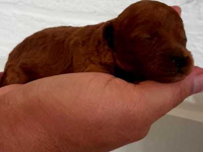 Chiots Caniches Toys Pur Race