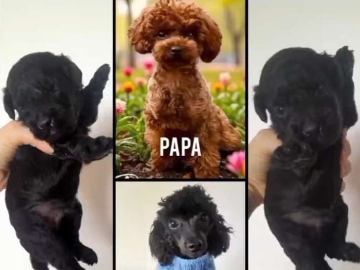 Chiot Caniche Toy Pur Race