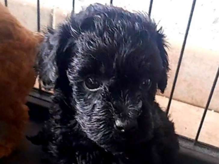 Dernier chiot Caniche Toy noir