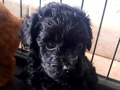 Dernier chiot Caniche Toy noir