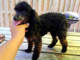 Dernier chiot Caniche Toy noir